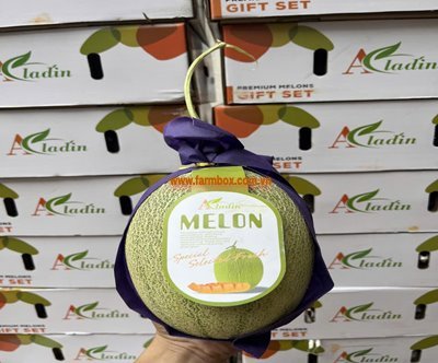 Dưa Đài melon