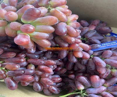 Nho đỏ Úc